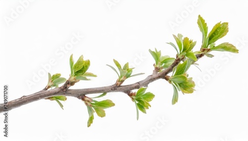 Generated image of spring tree on white