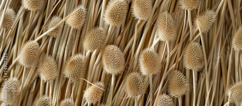 This close up view showcases the intricate texture of a straw wall, with Dipsacus fullonum teasel stems visible in detail. The natural fibers are densely packed, creating a sturdy and earthy surface. photo