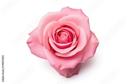Single Pink Rose Isolated on White Background. Perfect Pink Rose Close-Up