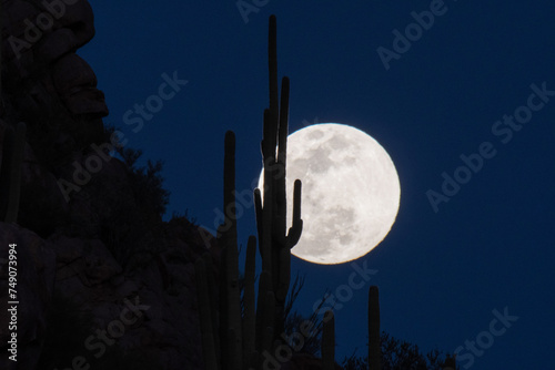 Full moon rising above Saguaro cacti (Carnegiea gigantea) photo