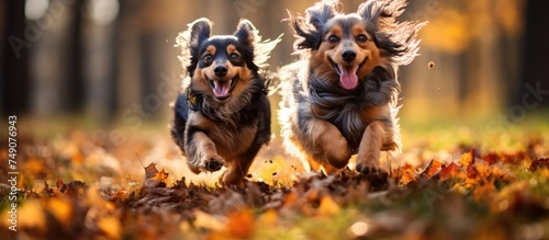 Two small black and brown dogs are running energetically through a forest floor covered with fallen leaves in autumn. The dogs appear playful and happy as they dash through the colorful foliage. photo