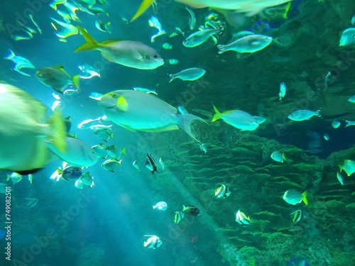 Fototapeta Naklejka Na Ścianę i Meble -  A lot of fish in aquarium