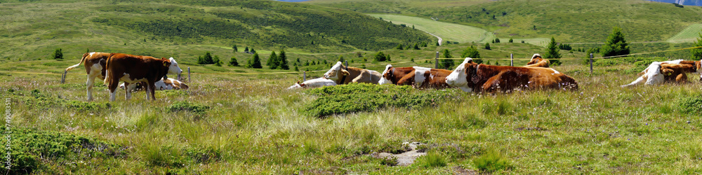 Panorama of cows grazing and resting on an alm pasture Panorama of cows grazing and resting on an alm pasture