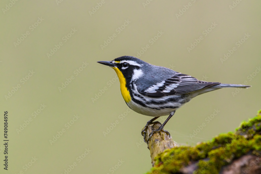 Фотография Yellow-throated Warbler