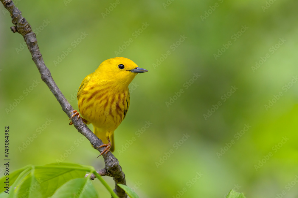 Yellow Warbler Yellow Warbler