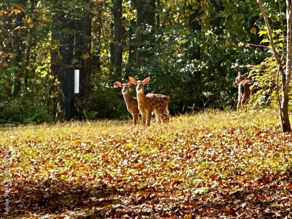 Fototapeta premium Deer on the hill
