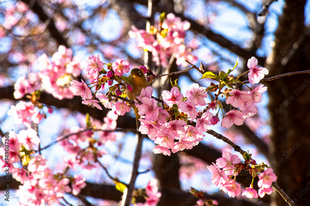 Obraz premium Flower birds