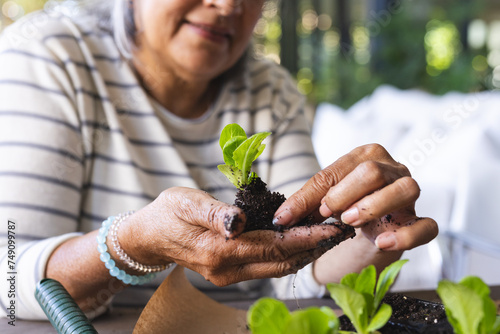 Senior biracial woman with silver hair is potting a plant photo