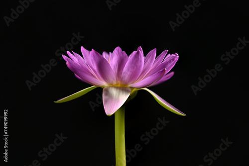 Close-up of pink waterlily blooming on a black background