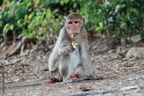 Funny macaque monkey eats a banana
