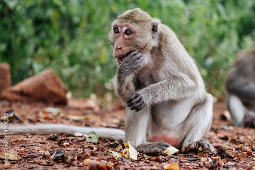 Portrait of rhesus macaque eating photo
