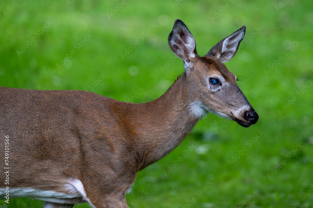 A side profile of a wild young deer. The animal has pointy ears, and white patches on its nose, neck, and around the ears. The fur is short and brown. it is standing against a lush green forest. A side profile of a wild young deer. The animal has pointy ears, and white patches on its nose, neck, and around the ears. The fur is short and brown. it is standing against a lush green forest.