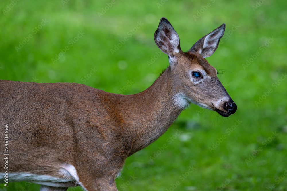 A side profile of a wild young deer. The animal has pointy ears, and white patches on its nose, neck, and around the ears. The fur is short and brown. it is standing against a lush green forest. 