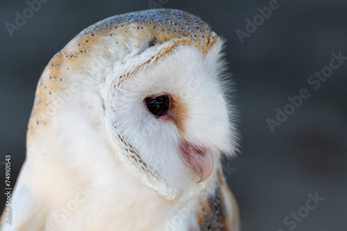 A portrait shot of a wild Western Barn Owl perched on a log. The raptor has a white head and body with brown and tan trim. The face is shaped like a heart with dark eyes, a pink beak and soft feathers