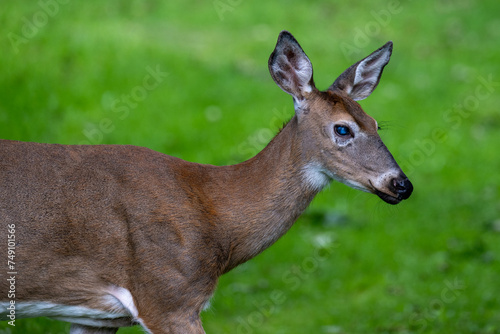 A side profile of a wild young deer. The animal has pointy ears  and white patches on its nose  neck  and around the ears. The fur is short and brown. it is standing against a lush green forest. 