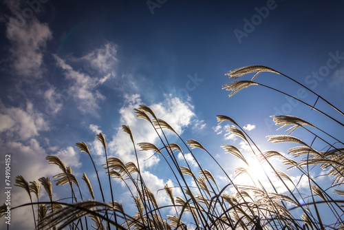 silver grass and blue sky