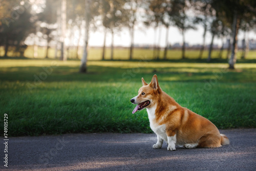 A contented Pembroke Welsh Corgi dog sits on a path  surrounded by the soft light of a verdant park