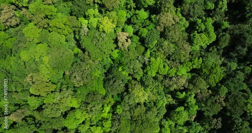 An aerial perspective of a dense evergreen forest with lush groundcover