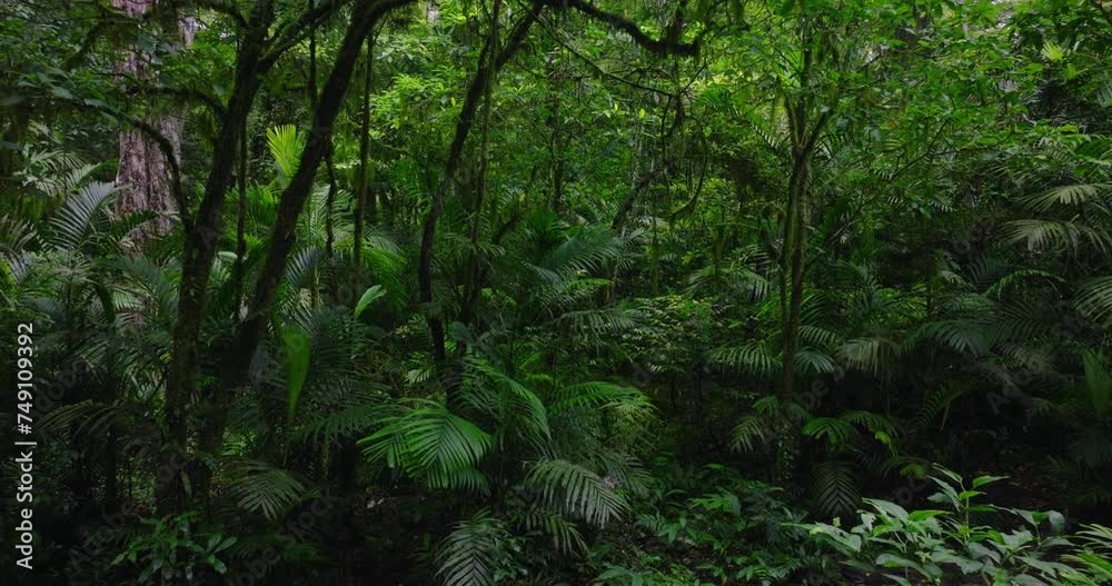 Lush forest teeming with terrestrial plants, trees, and green groundcover Lush forest teeming with terrestrial plants, trees, and green groundcover