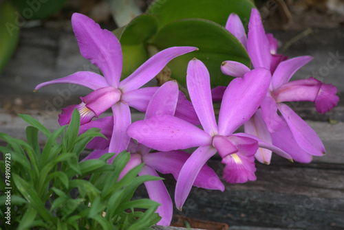 Flores,unicas al mundo asi es la Gran Sabana! photo