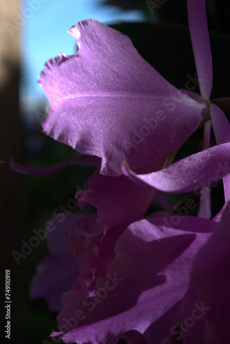 Flores,unicas al mundo asi es la Gran Sabana! photo