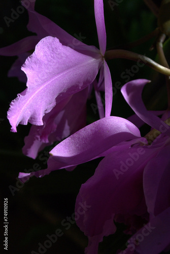 Flores,unicas al mundo asi es la Gran Sabana! photo