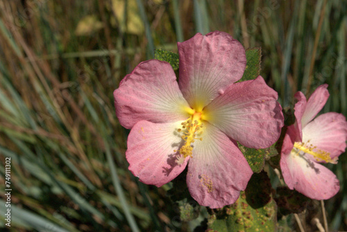 Flores,unicas al mundo asi es la Gran Sabana! photo