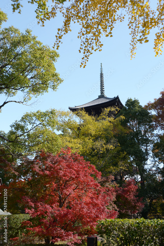 秋の東寺　五重塔　京都市南区