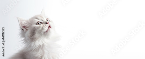 Little cat on a white banner photo