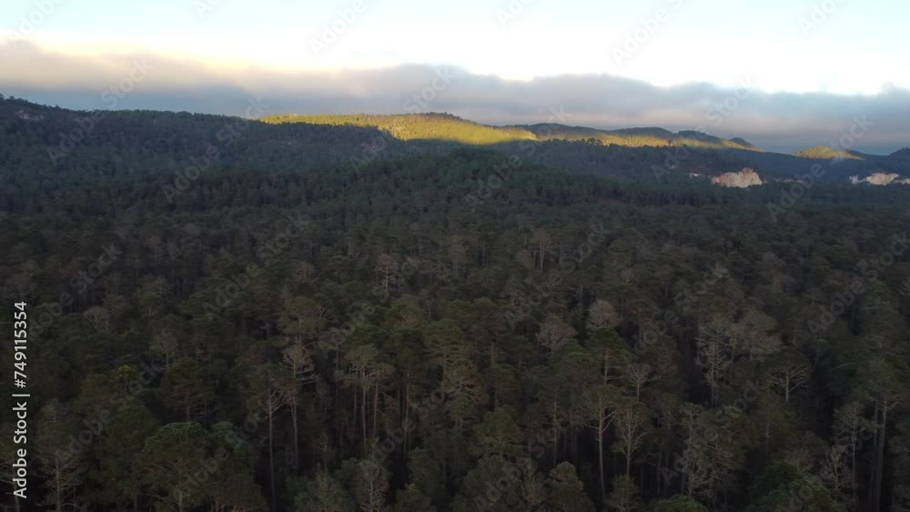 Bosque Chiapas Bosque Chiapas