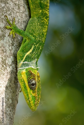 Cuban knight anole lizard, anole lizard, green lizard photo