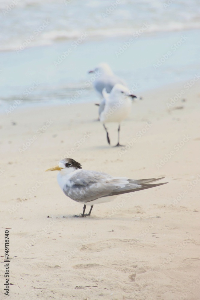 A Tern with Seagulls in the Background on the Beach at Busselton, Western Australia. A Tern with Seagulls in the Background on the Beach at Busselton, Western Australia.