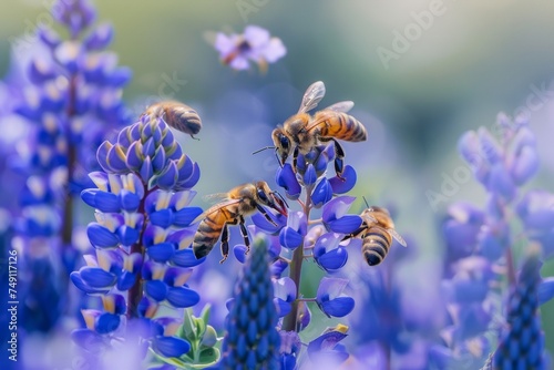 Flying honey bee collecting pollen at yellow flower. Bee flying over the yellow flower in blur background ,detail of honeybee in Latin Apis Mellifera, european or western honey bee sitting photo