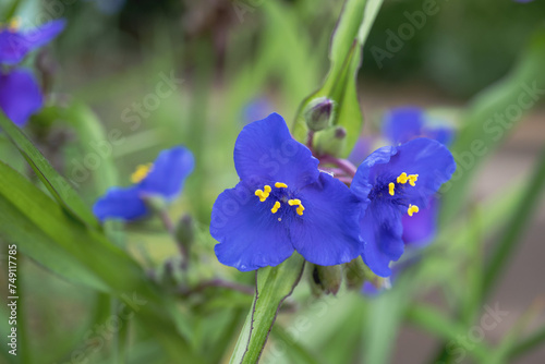 青色ののムラサキツユクサ（ Tradescantia）をクローズアップ photo