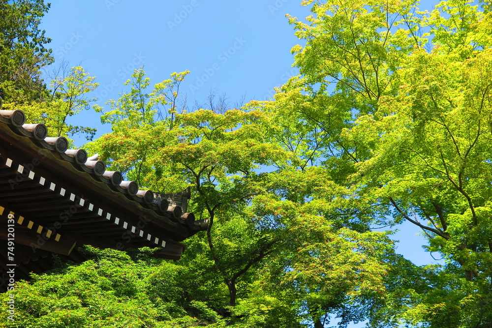 Fototapeta premium 青空と緑の木々と日本風の屋根の風景2