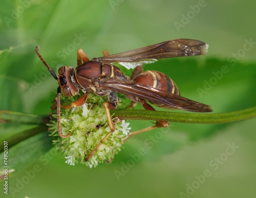 mantis fly insect, mantis bug, fauna, biting fly, false mantis photo