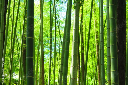 緑々しい竹林の風景3