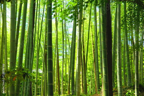緑々しい竹林の風景2