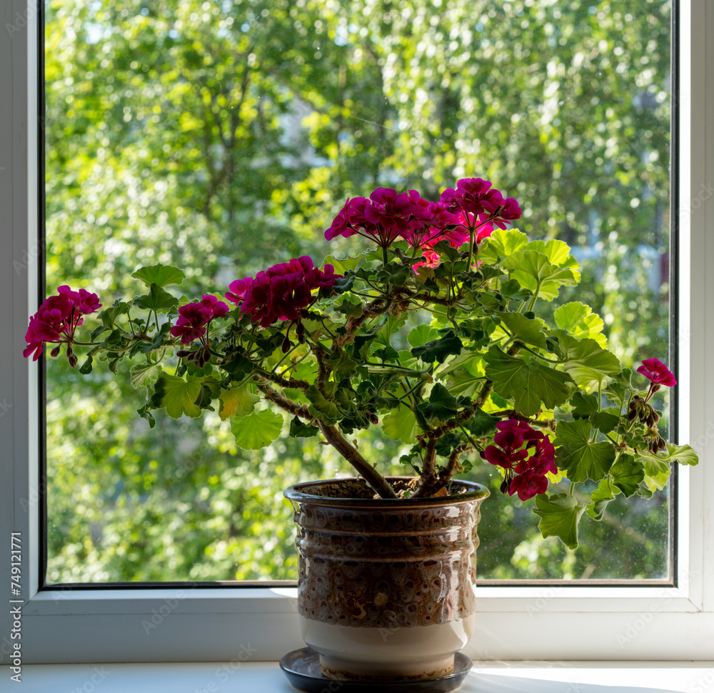 A summer window with geraniums.