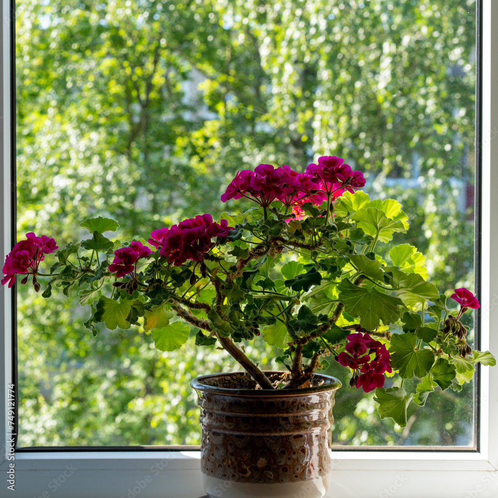 A summer window with geraniums.