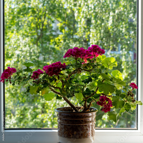 Fototapeta Naklejka Na Ścianę i Meble -  A summer window with geraniums.