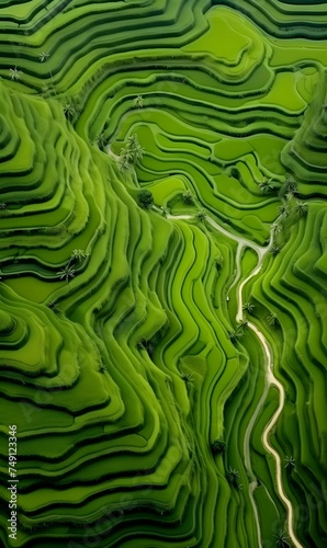 Aerial top view of fresh paddy rice terraces 