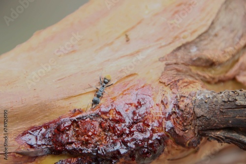 A Giant Ant Feeding on Tree Sap, Fitzgerald Coast, Western Australia.