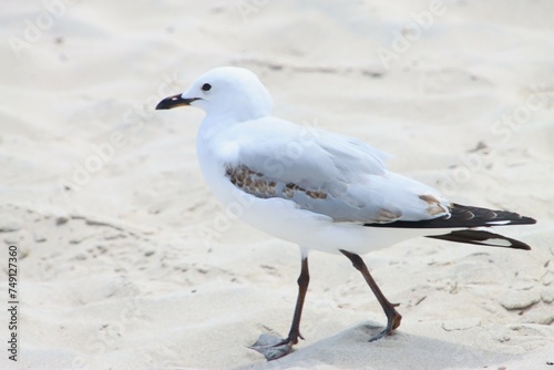A Seagull Standing on the Beach at Busselton, Western Australia.