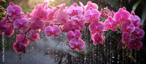 A bunch of pink orchids glisten as raindrops fall upon their delicate petals  refreshing and rejuvenating them in the post-rain atmosphere.