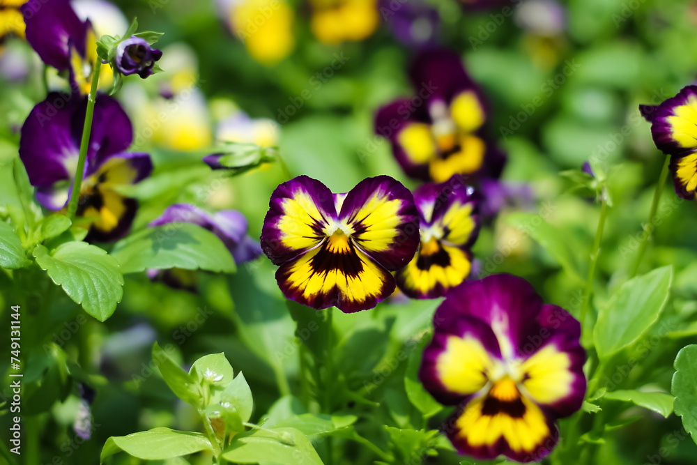 Pansy or viola flower field in garden green leaf close up background
