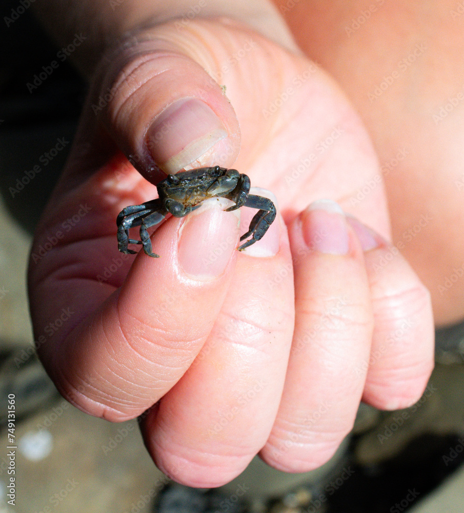 Small crab in a persons hand