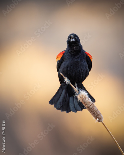 Male Red-winged Black - agelaius phoeniceus - singing while perched on cattail stem at sunset photo