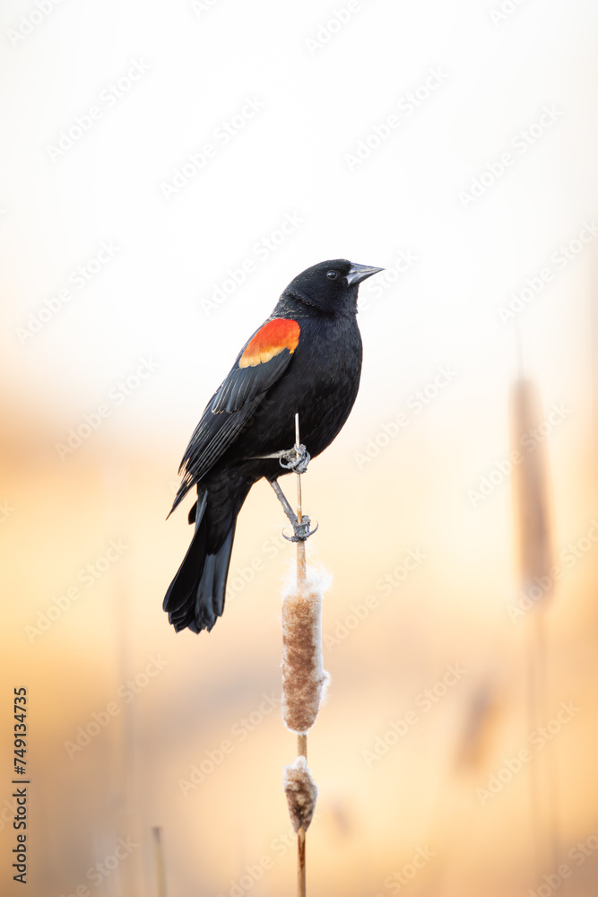 Fototapeta premium Male Red-winged Black - agelaius phoeniceus - perched on cattail stem at sunset