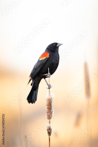 Male Red-winged Black - agelaius phoeniceus - perched on cattail stem at sunset photo